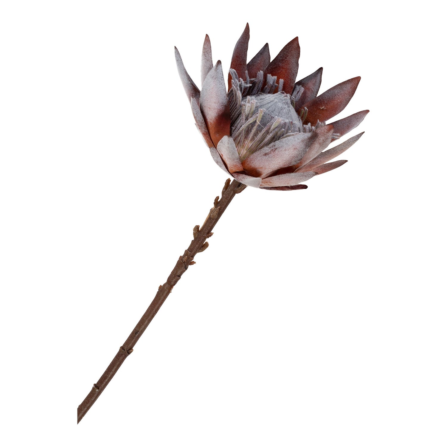 King Protea Buket - Kunstige blomster